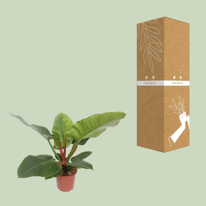 Kamerplant - Philodendron Imperial Green - Pot Ø 17cm Hoogte ↕ 60cm
