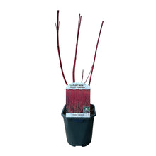 Buitenplant - Cornus sibirica - Pot Ø 17cm Hoogte ↕ 45cm