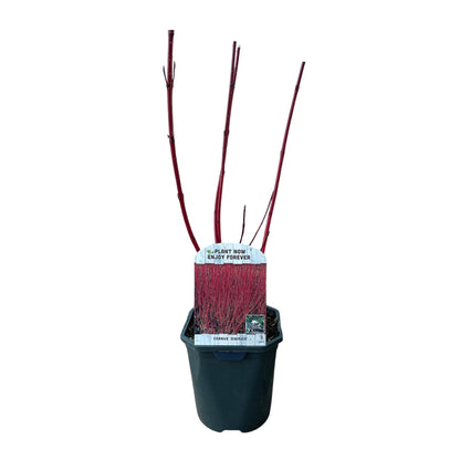 Buitenplant - Cornus sibirica - Pot Ø 17cm Hoogte ↕ 45cm