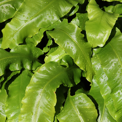 Buitenplant 24x Asplenium scolopendrium - Pot Ø 9cm Hoogte ↕ 10-25cm
