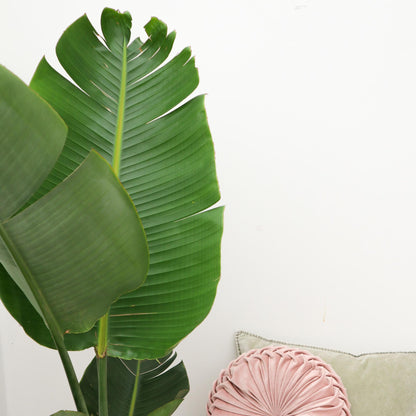 XL Kamerplant - Strelitzia Augusta - Pot Ø 30cm Hoogte ↕ 180cm