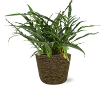 Kamerplant - Aglaomorpha Coronans - Pot Ø 17cm Hoogte ↕ 45cm