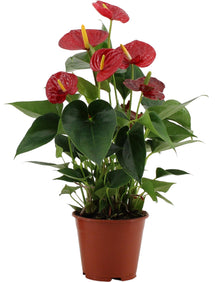 Kamerplant - Anthurium Success Red - Pot Ø 14cm Hoogte ↕ 43cm