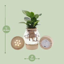 Kamerplant - Clusia in Bolglas met Klikkurk & LED - Pot Ø 12cm Hoogte ↕ 30cm