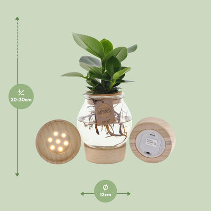 Kamerplant - Clusia in Bolglas met Klikkurk & LED - Pot Ø 12cm Hoogte ↕ 30cm
