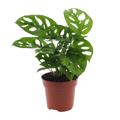 Kamerplant - Monstera Monkey Leaf (Gatenplant) - Pot Ø 12cm Hoogte ↕ 30cm