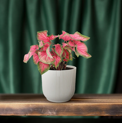 Kamerplant - Caladium Sweetheart - Pot Ø 12cm Hoogte ↕ 25cm