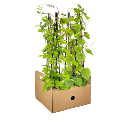 Buitenplant 4x Klimplanten Mix - Rhodochiton, Cobea, Lathyrus & Ipomoea - Pot Ø 13cm Hoogte ↕ 60cm