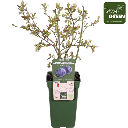 Buitenplant - Vaccinium corymbosum 'Reka' - Blauwe bes - Pot Ø 13cm Hoogte ↕ 45cm
