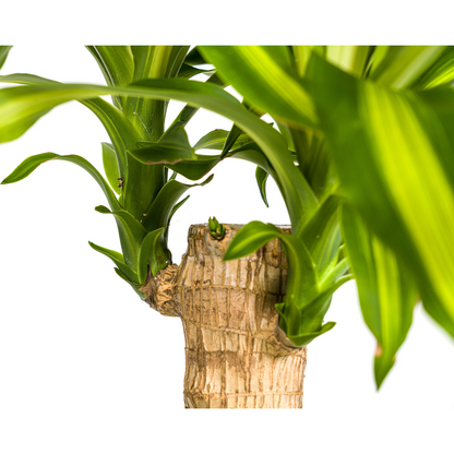 Kamerplant - Dracaena Fragrans Massangeana - Luchtzuiverend - Pot Ø 21cm Hoogte ↕ 90-110cm