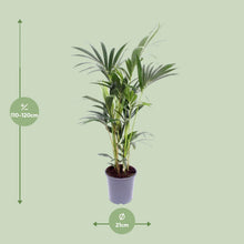 Kamerplant - Howea Forsteriana - Pot Ø 21cm Hoogte ↕ 120cm
