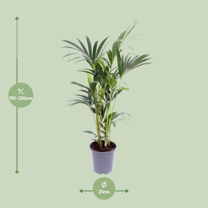 Kamerplant - Howea Forsteriana - Pot Ø 21cm Hoogte ↕ 120cm