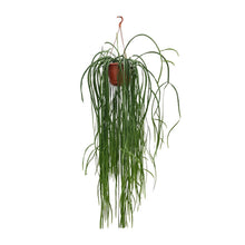 Kamerplant - Lepismium Bolivianum - Hangplant - Pot Ø 20cm Hoogte ↕ 70cm