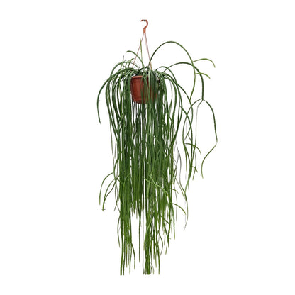 Kamerplant - Lepismium Bolivianum - Hangplant - Pot Ø 20cm Hoogte ↕ 70cm
