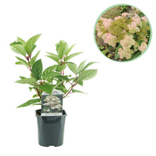 Buitenplant - Hydrangea panniculata 'Wims Red' - Bloeiend - Pot Ø 17cm Hoogte ↕ 50cm