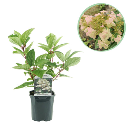 Buitenplant - Hydrangea panniculata 'Wims Red' - Bloeiend - Pot Ø 17cm Hoogte ↕ 50cm