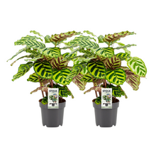 Kamerplant 2x Calathea Makoyana - Pot Ø 14cm Hoogte ↕ 45cm