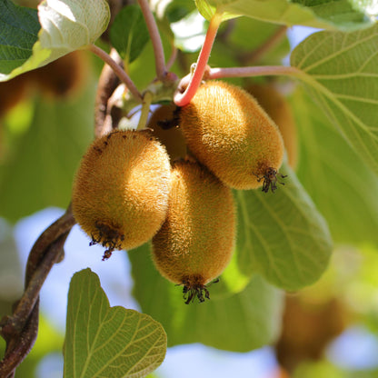 Buitenplant - Actinidia deliciosa Jenny & Golden Kiwi - Fruitplant 2 planten - Pot Ø 15cm Hoogte ↕ 50cm