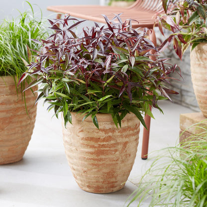 Buitenplant - Leucothoe 'Burning Love' - Groenblijvend - Pot Ø 17cm Hoogte ↕ 45cm