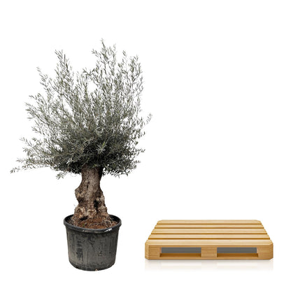 XL plant - Olea Europaea Bonsai - Pot Ø 80cm Hoogte ↕ 270cm