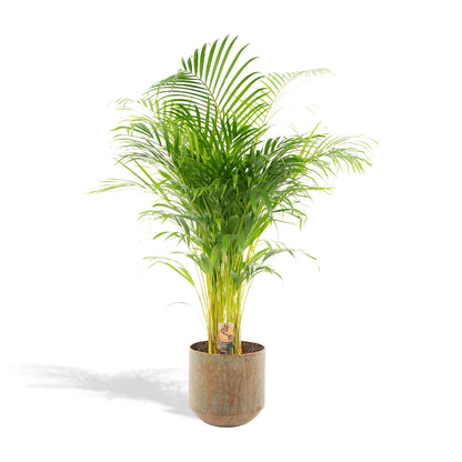 XL Kamerplant - Areca Palm - Pot Ø 21cm Hoogte ↕ 110cm
