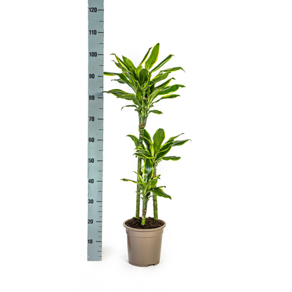 Kamerplant - Dracaena Fragrans Golden Coast - Luchtzuiverend - Pot Ø 21cm Hoogte ↕ 90-110cm