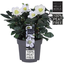 Buitenplant - Helleborus Niger 'Christmas Carol' - Bloeiend - Pot Ø 14cm Hoogte ↕ 30cm