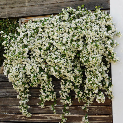 Buitenplant 2x Trachelospermum jasminoides - Bloeiend, Groenblijvend - Pot Ø 11cm Hoogte ↕ 40cm