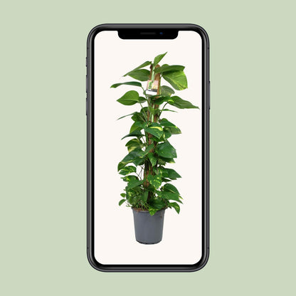 Kamerplant - Scindapsus Epipremnum - Pot Ø 24cm Hoogte ↕ 120cm