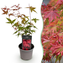Buitenplant - Acer palmatum 'Beni-maiko' - Pot Ø 12cm Hoogte ↕ 35cm