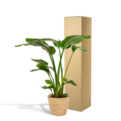 Kamerplant - Strelitzia Nicolai - Inclusief siermand - Pot Ø 19cm Hoogte ↕ 90cm