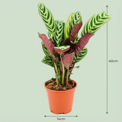 Kamerplant - Ctenanthe Burle-Marxii - Pot Ø 14cm Hoogte ↕ 35-40cm