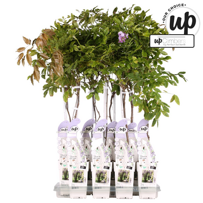 Buitenplant - Wisteria sinensis Caroline - Paarse Regen - Pot Ø 15cm Hoogte ↕ 65cm