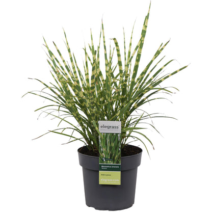 Buitenplant - Miscanthus sinensis Strictus - Pot Ø 19cm Hoogte ↕ 50cm