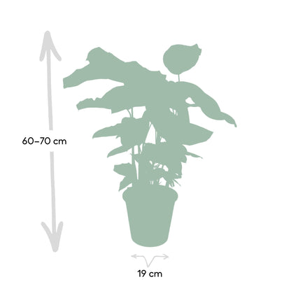 Kamerplant - Calathea Whitestar - Pot Ø 19cm Hoogte ↕ 50cm