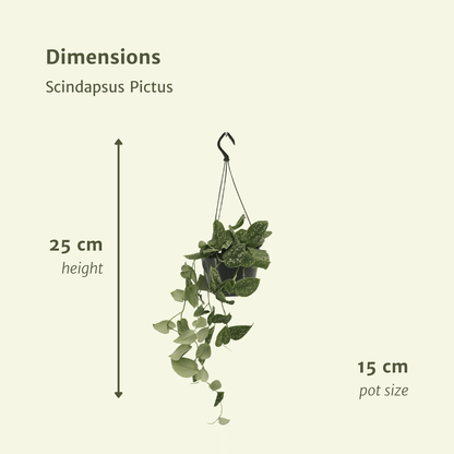 Kamerplant 2x Scindapsus Pictus - Pot Ø 15cm Hoogte ↕ 20cm