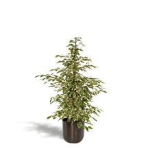 Kamerplant - Ficus benjamina Twilight - Inclusief sierpot - Pot Ø 21cm Hoogte ↕ 95cm
