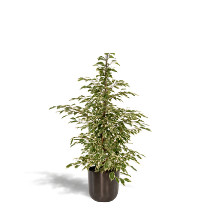 Kamerplant - Ficus benjamina Twilight - Inclusief sierpot - Pot Ø 21cm Hoogte ↕ 95cm