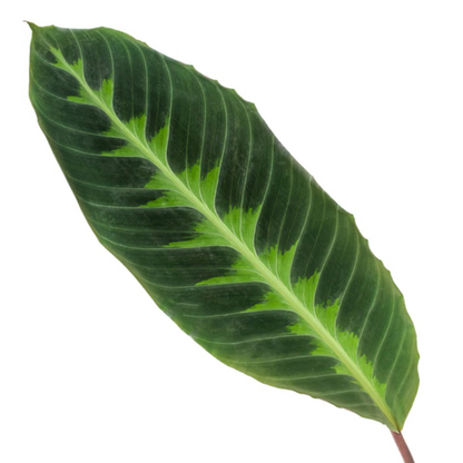 Kamerplant - Calathea Warscewiczii - Pot Ø 24cm Hoogte ↕ 90cm
