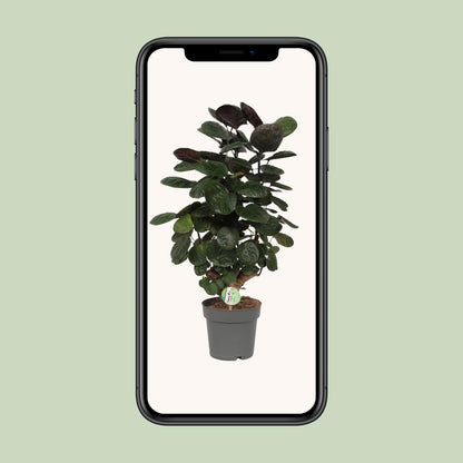 Kamerplant - Polyscias Scutellaria Fabian - Pot Ø 19cm Hoogte ↕ 60cm