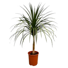 XL kamerplant - Dracaena Draco - Pot Ø 30cm Hoogte ↕ 120cm