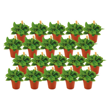 Kamerplant 20x Peperomia Pixi - Pot Ø 5,5cm Hoogte ↕ 10cm