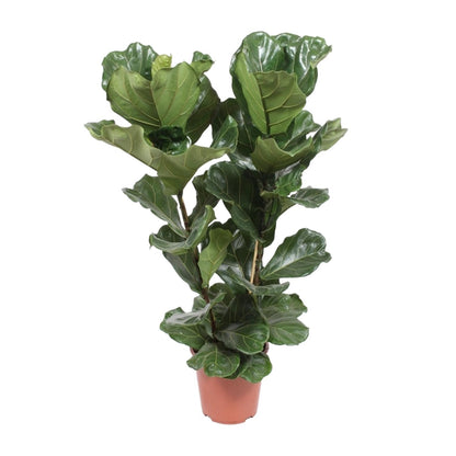 Kamerplant - Ficus Lyrata - Pot Ø 27cm Hoogte ↕ 100cm