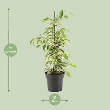 Kamerplant - Ficus Benjamina Samantha - Pot Ø 14cm Hoogte ↕ 55cm