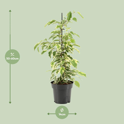 Kamerplant - Ficus Benjamina Samantha - Pot Ø 14cm Hoogte ↕ 55cm