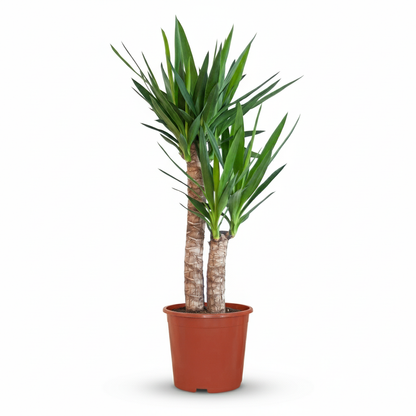 Kamerplant - Yucca Elephantipes (Palmlelie) - Pot Ø 21cm Hoogte ↕ 80-90cm