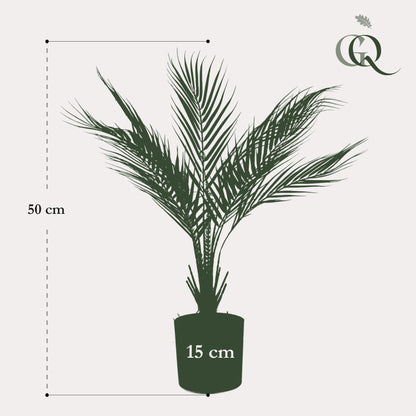 Kunstplant - Chamaedorea Bergpalm - 50 cm