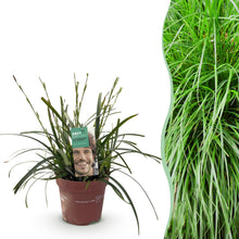 Buitenplant - Carex oshimensis 'Intense Green' - Groenblijvend - Winterhard - Pot Ø 17cm Hoogte ↕ 50cm