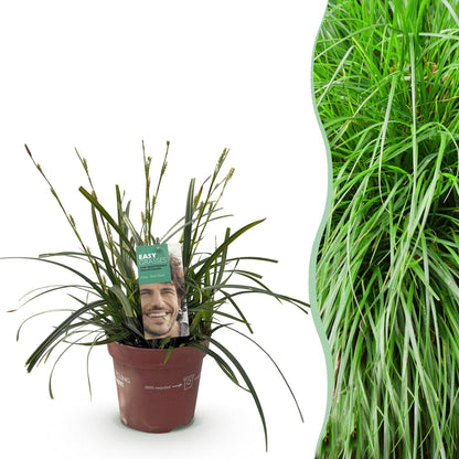 Buitenplant - Carex oshimensis 'Intense Green' - Groenblijvend - Winterhard - Pot Ø 17cm Hoogte ↕ 50cm