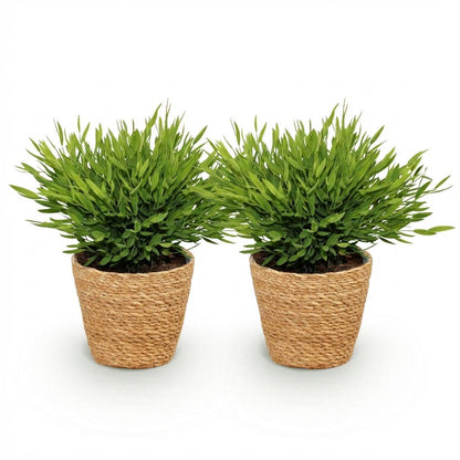 Kamerplant 2x Pogonatherum paniceum 'Monica' - Bamboegras - Pot Ø 12cm Hoogte ↕ 20cm